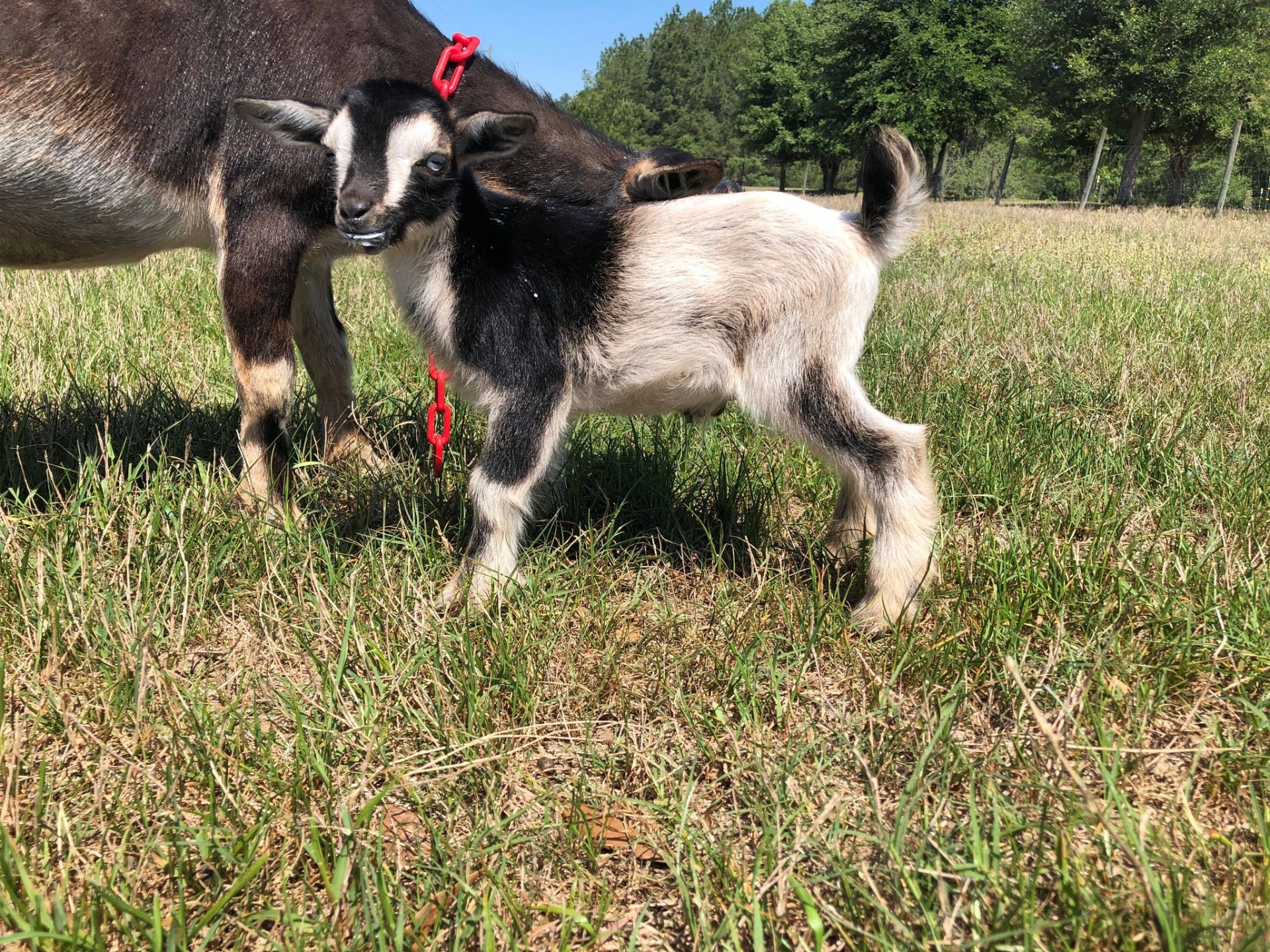 2020 Single buckling, blue eyes. Photo used with permission of Lazy S Ranch Nigerian Dwarfs LLC (click photo for website)